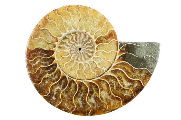 Cut & Polished Ammonite Fossil (Half) - Madagascar #347531